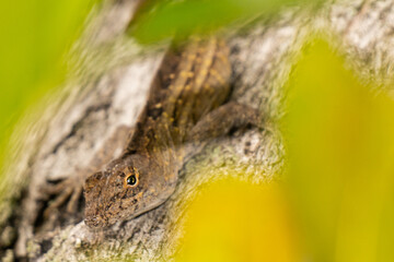 South Florida Urban Nature Photography