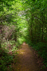 Fototapeta na wymiar Forest Park Path Trail