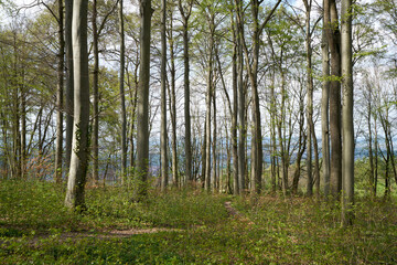 Green landscape on the schwäbische alp (swabian alp) in south germany