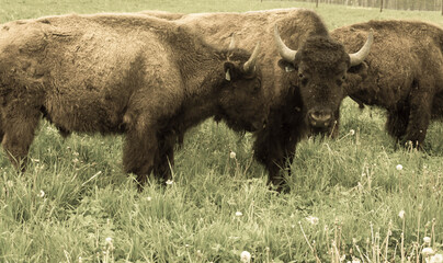 Fototapeta premium american bison grazing