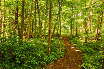 Forest Park Path Trail