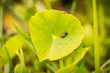 South Florida Urban Nature Photography