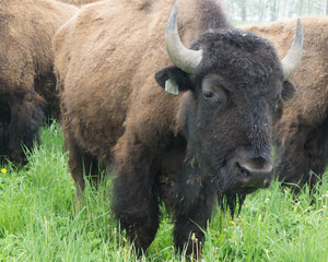 american bison grazing