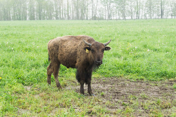 american bison grazing 