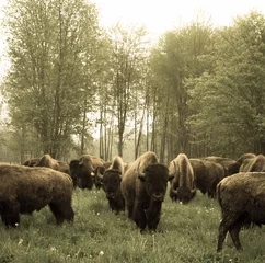 Foto op Plexiglas Amerikaanse bizon © Faith