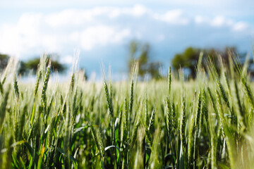 Young green spikelets of wheat shine bright on the sunset at the field. New harvest is growing with...