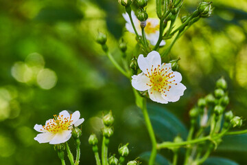 Flower Spring Details