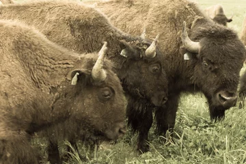 Rolgordijnen Amerikaanse bizons grazen © Faith