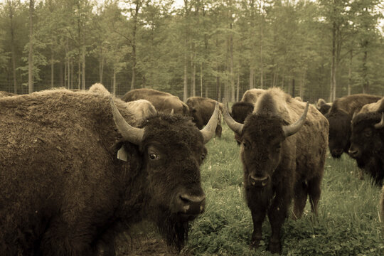 Bisonherde Bilder Durchsuchen 45,917 Archivfotos, und