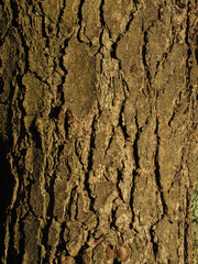 tree bark texture