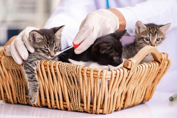 Fototapeta na wymiar Doctor and assistant in vet clinic checking up kitten