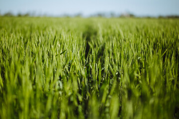 Young green spikelets of wheat shine bright on the sunset at the field. New harvest is growing with...