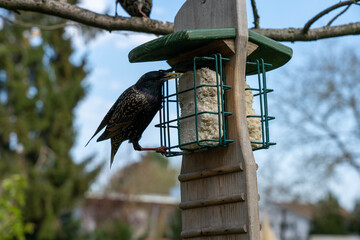 two starling birds on a feeding station for birds