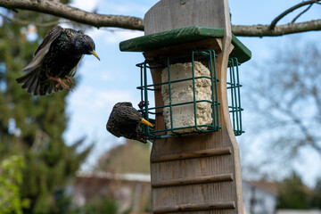 two starling birds on a feeding station for birds