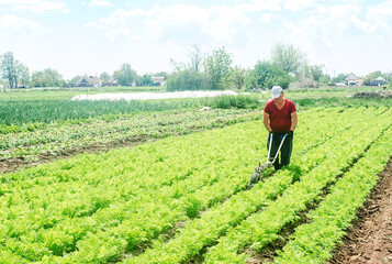 Farmer cultivates a carrot plantation. Cultivating soil. Loosening earth to improve access water...