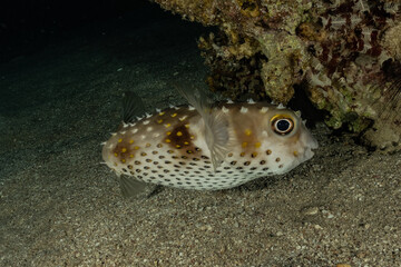 Fish swim in the Red Sea, colorful fish, Eilat Israel  © yeshaya