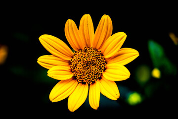 yellow flower on black