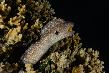 Moray eel Mooray lycodontis undulatus in the Red Sea, eilat israel
