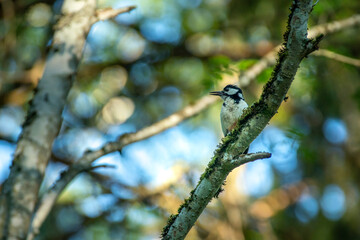 Woodpecker in Beautiful light Woodlands nature reserve in northern Europe, Sweden. 