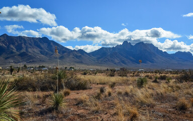 New Mexico desert landscape, high mountains in the background of the desert and drought-tolerant plants, New Mexico