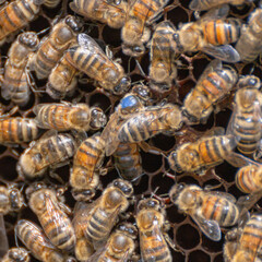 Inspection of a honeycomb frame from a beehive with carniolan honey bees in a small apiary in Trentino, Italy on a warm sunny day. Close-up of a queen bee surrounded by working bees on hexagonal cells