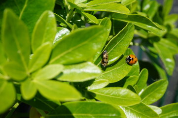nymphe et sa coccinelle