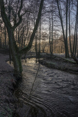 morning in the forest