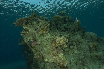 Coral reef and water plants in the Red Sea, Eilat Israel
