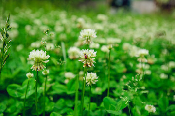 A field of blooming white clover flowers