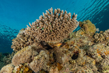 Coral reef and water plants in the Red Sea, Eilat Israel
