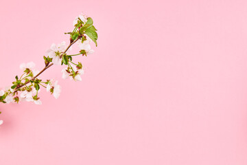 beauty spring flowers on a branch over pink background. romance template. vibrant colors.