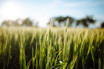 Young green spikelets of wheat shine bright on the sunset at the field. New harvest is growing with ripening ears of wheat on sunny summer day. Agricultural concept.