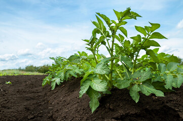 Young sprouts of a potato plant growing on an agricultural field against the sky with clouds.