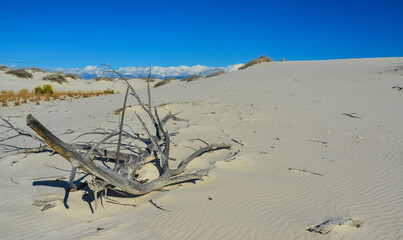 Dry Tree in White Sands. White Sands National Monument, New Mexico, USA