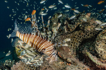 Lion fish in the Red Sea colorful fish, Eilat Israel
