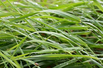 Fototapeta na wymiar Malutki slimak na tle zielonej trawy .