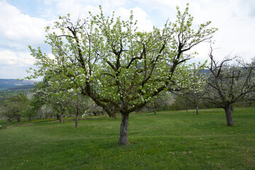 Fototapeta na wymiar Single blossoming tree in spring.