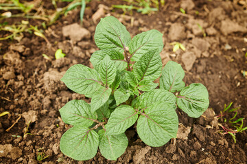 green young potato cultivation at the farmland. agricultural concept.