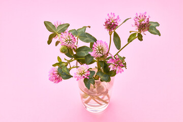pink clover flowers on pink background. minimal romance concept. outer space.