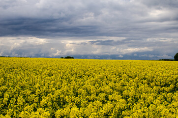 Obraz premium Spring horizontal landscape with yellow rapeseed field, forest on the horizon and white cumulus clouds in the blue sky