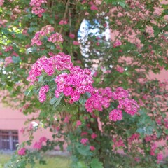 Fototapeta premium pink flowers in the garden