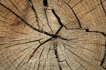 Fototapeta premium wood texture background