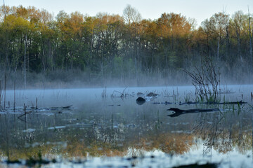 Zamglony poranek nad jeziorem Inwood , Washington Township, Michigan , USA

 - obrazy, fototapety, plakaty