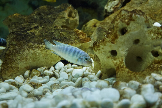 Pseudotropheus zebra cichlid aquarium fish.