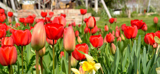 flowers