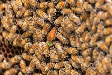 Inspection of a honeycomb frame from a beehive with carniolan honey bees in a small apiary in Trentino, Italy on a warm sunny day. Close-up of a queen bee surrounded by working bees on hexagonal cells