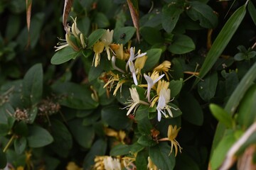 Japanese honeysuckle / Caprifoliaceae evergreen creeper