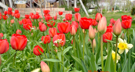 Fototapeta premium flowers