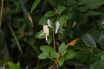Japanese honeysuckle / Caprifoliaceae evergreen creeper