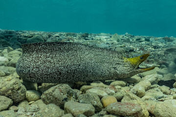 Moray eel Mooray lycodontis undulatus in the Red Sea, eilat israel

